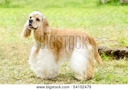 American Cocker Spaniel