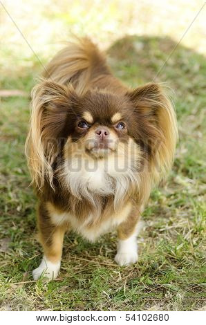 Chihuahua