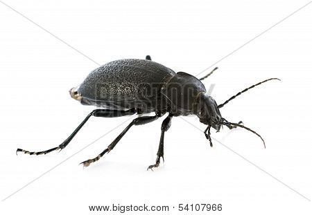 Carabus Coriaceus