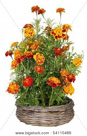 Golden  Marigold Flowers Grow In Basket