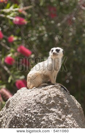 Meerkat Sentry
