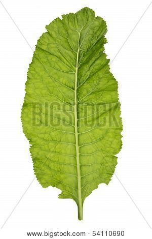Horseradish