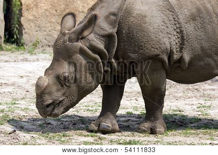 Rhino
