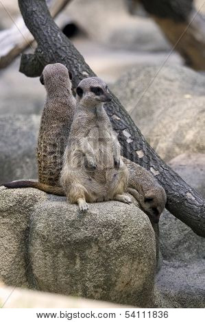 Family of meerkats