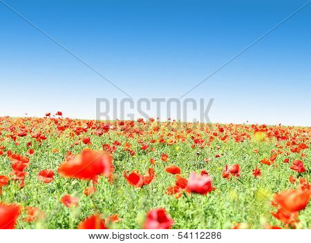 Poppy flowers against the blue sky