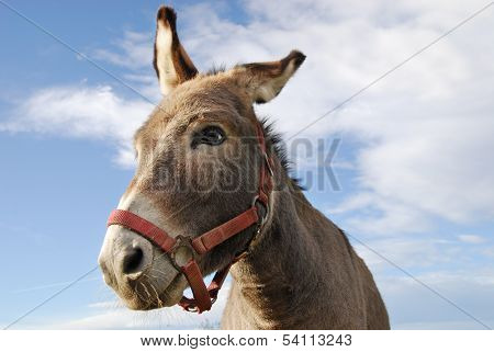 Donkey