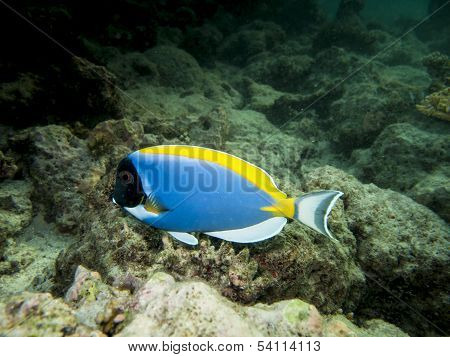 Surgeon Fish