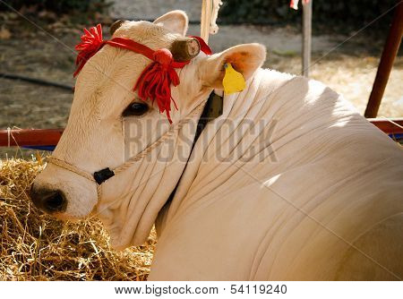 Maremmana Cow With Cutted Horns