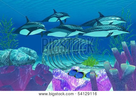 Striped Dolphin And Wreck