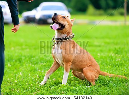 American StaffordshireTerrier in training process