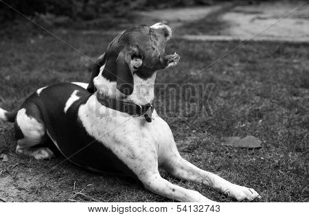 Dog