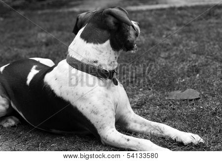 Dog