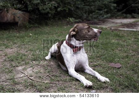 Dog