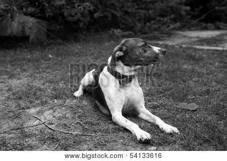 Dog