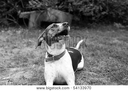 Dog