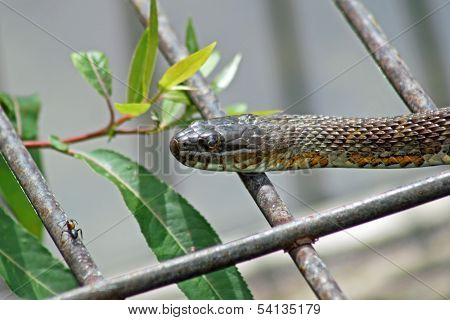 Water Snake