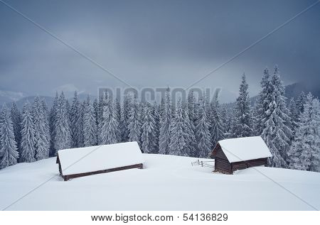Winter landscape with a hut in a mountain forest. Snowstorm overcast day. Ukraine, Carpathian mountains, the valley Kukul