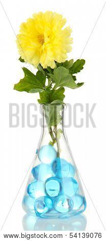 Beautiful flowers in vase with hydrogel isolated on white