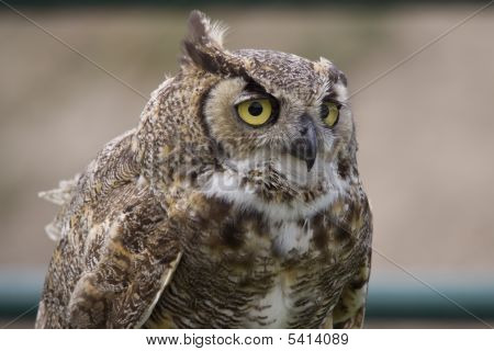 Owl