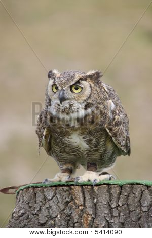 Owl