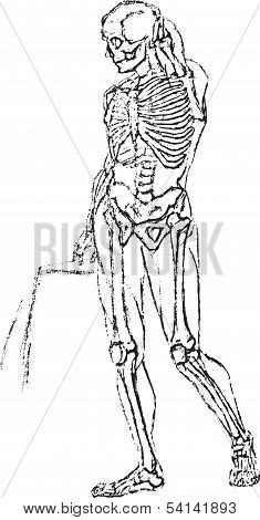 Skeleton