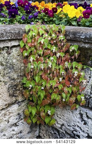 A flowering begonia plant growing between the cracks in a rock wall.