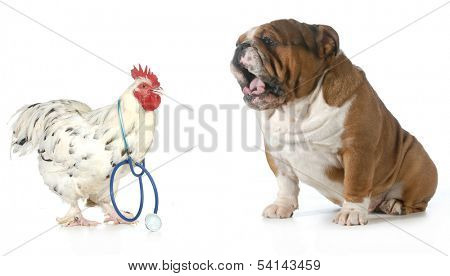 veterinary care - chicken doctor taking care of an upset english bulldog patient 