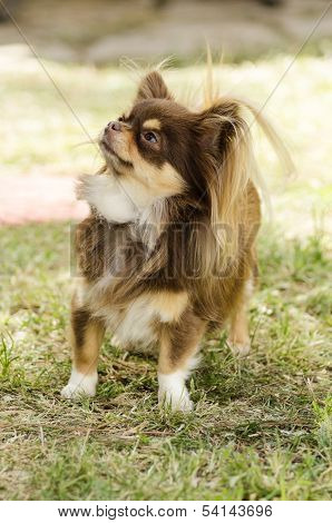 Chihuahua