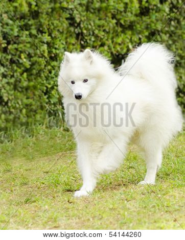Samoyed