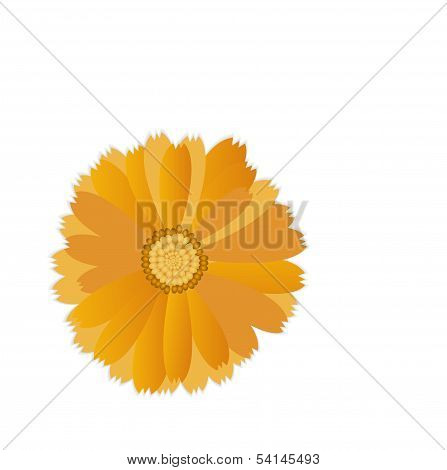 Calendula Flower