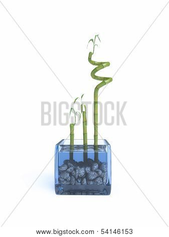 Lucky bamboo set in stones in glass vase isolated on white