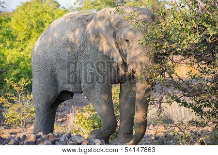 Angry elephant