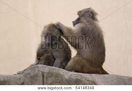 Monkeys family