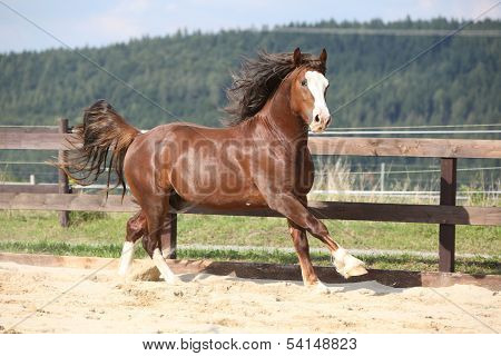 Beautiful Stalion With Long Mane Running