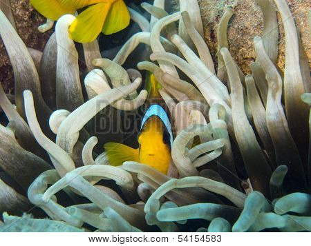 Red Sea Underwater