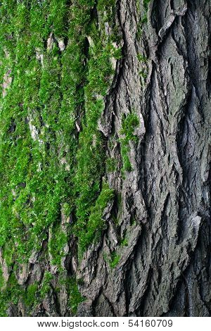 Moss On The Tree