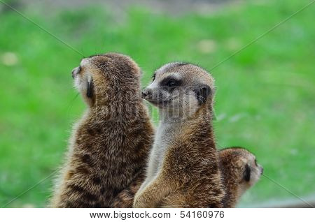 Meerkats