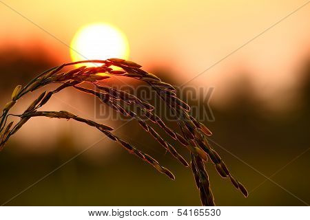 Yellow grain ready for harvesting.