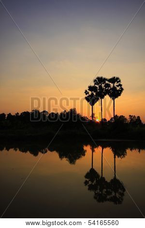 Silhouette of a sugar palm