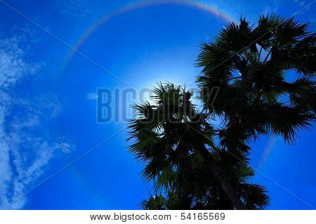 the solar corona