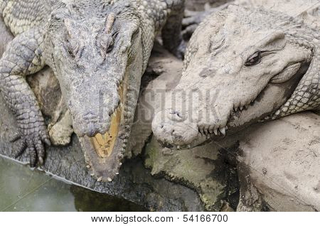 Crocodile Friends
