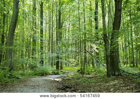 Beech Forest In Summer