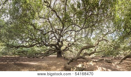 immense live oak tree with spreading branches
