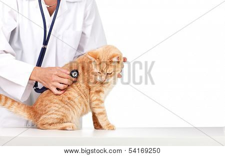 Red cat with veterinarian doctor. Veterinary clinic.