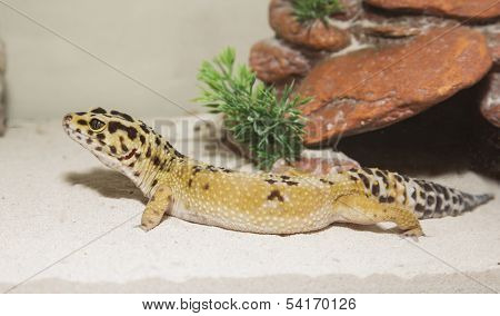 Leopard gecko in his cage on sand