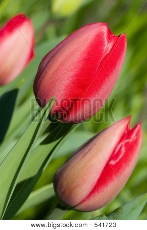 Tulipany