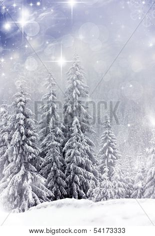 Christmas background with stars and snowy fir trees