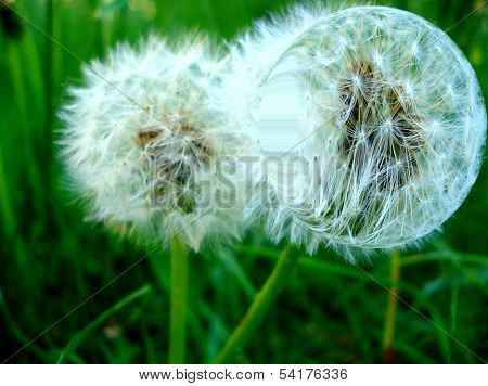 A dandelion on a grass background