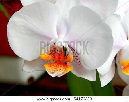 White orchid close up