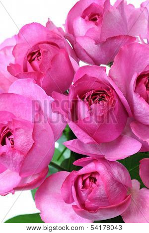 yves piaget rose isolated on white background